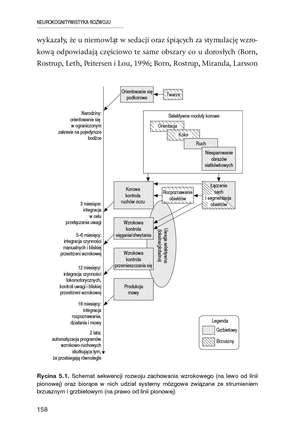 Neurokognitywistyka rozwoju. Wprowadzenie