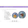 mTalent (program multimedialny) - Ortografia
