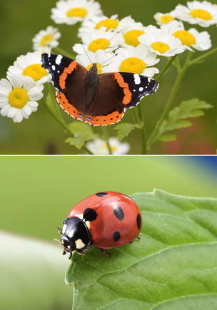 Karty demonstracyjne. Materiały edukacyjno-terapeutyczne. MAJ