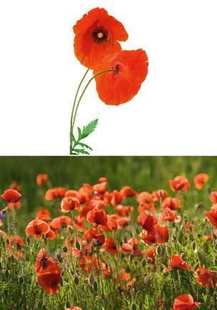 Karty demonstracyjne. Materiały edukacyjno-terapeutyczne. MAJ