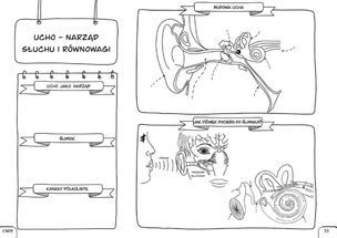Biologia. Graficzne karty pracy dla klasy 7
