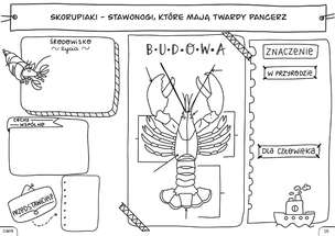Biologia. Graficzne karty pracy dla klasy 6
