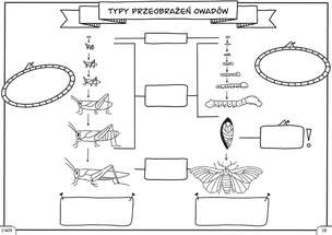 Biologia. Graficzne karty pracy dla klasy 6