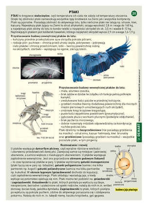 Ściągi. Biologia (klasy 5-8 szkoły podstawowej)