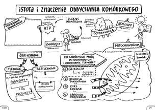 Biologia. Graficzne karty pracy dla liceum i technikum. Poziom podstawowy. Zestaw 1