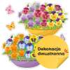 Dekoracje wiosenne szkolne i przedszkolne - Bratki w doniczkach (6 elementów, dwustronne)
