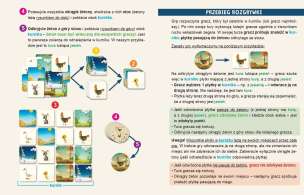 Kurnik 2. Cztery pory roku - gra ćwicząca pamięć