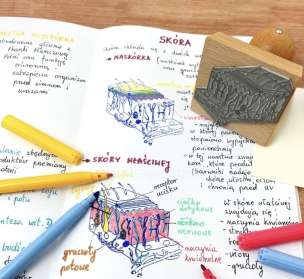 Stempel edukacyjny - skóra (przekrój)