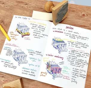 Stempel edukacyjny - skóra (przekrój)