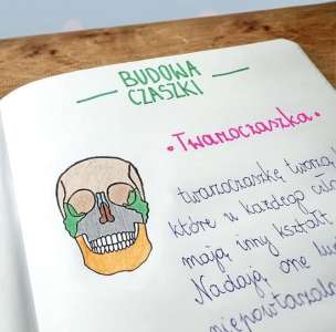 Stempel edukacyjny - mózgoczaszka (1)