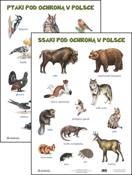 SSAKI POD OCHRONĄ W POLSCE / PTAKI POD OCHRONĄ W POLSCE - plansza