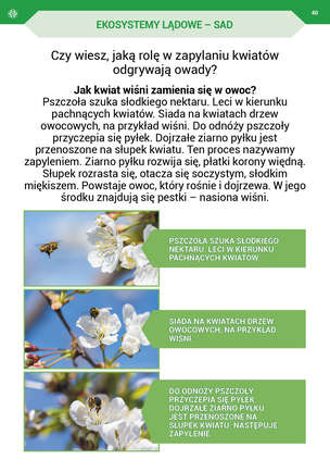 Podróż przez pory roku z kartami pracy - Komplet 4 teczek. Karty pracy (590 kart) dla II etapu nauczania uczniów z niepełnosprawnością intelektualną w stopniu umiarkowanym. Część 1, 2, 3, 4